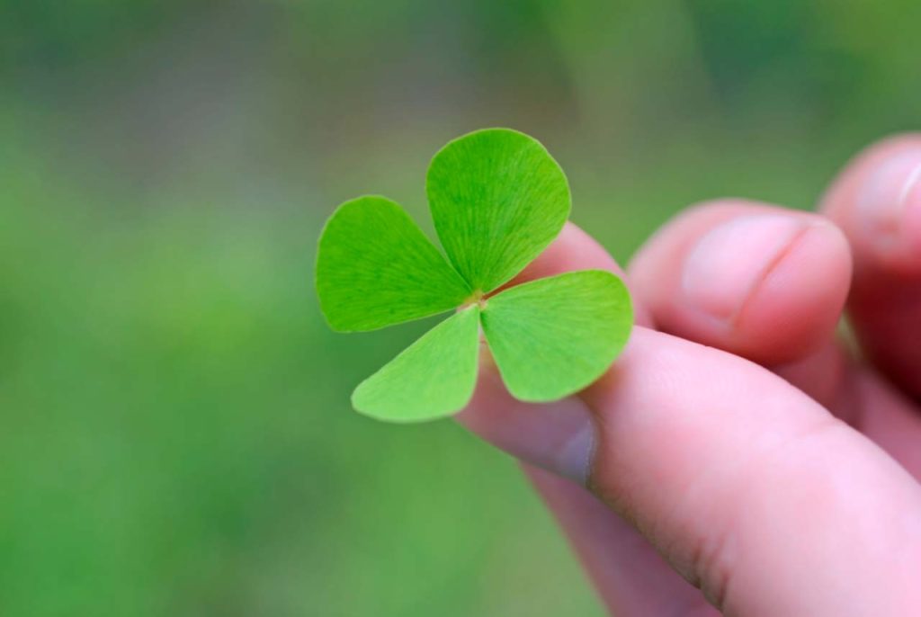 hand holding four leaf clover