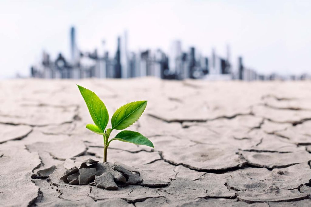 a plant growing out of dry mud