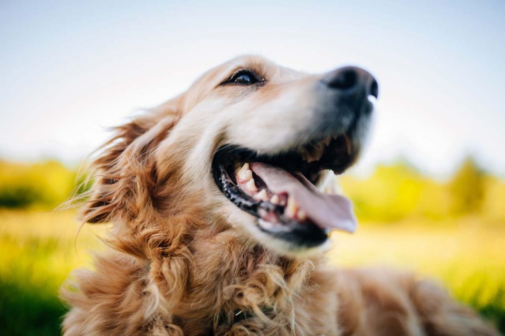 golden retriever